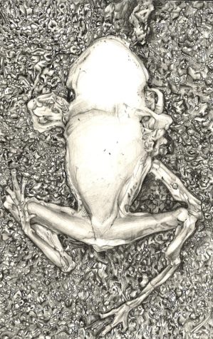 My frog piece is a graphite pencil piece I created in drawing and painting last year. The inspiration is from this dead frog I found on the road. I decided to put it as part of my ap art portfolio where I am exploring the concept of fear from the perspective of the feared. Frogs and other reptiles are commonly feared, however, in reality we are much more dangerous to them.