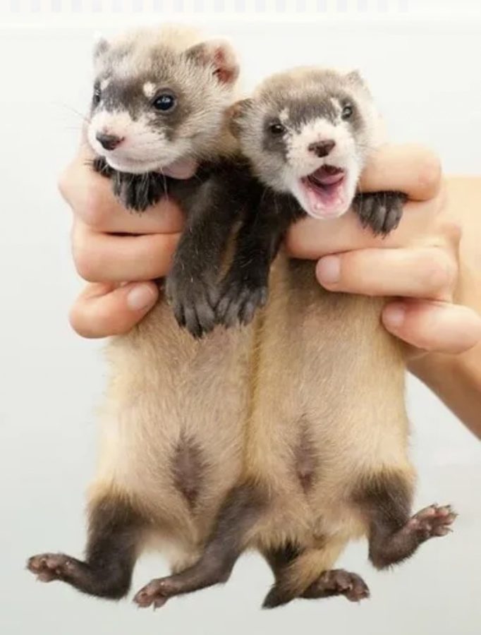 In February 2021, scientists used preserved genes from 1988 to clone a black-footed ferret named Elizabeth Ann. The birth of Elizabeth Ann marks a milestone in cloning, as well as a turning point in the advancement of conservation using biotechnology.