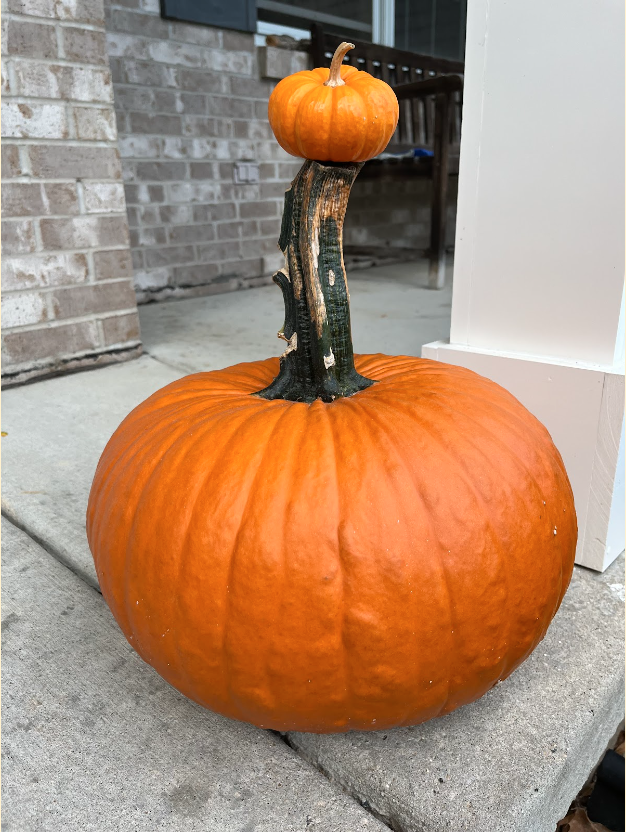Pumpkins%2C+ready+to+be+carved+into+the+popular+Halloween+decoration%2C+Jack-O-Lanterns.