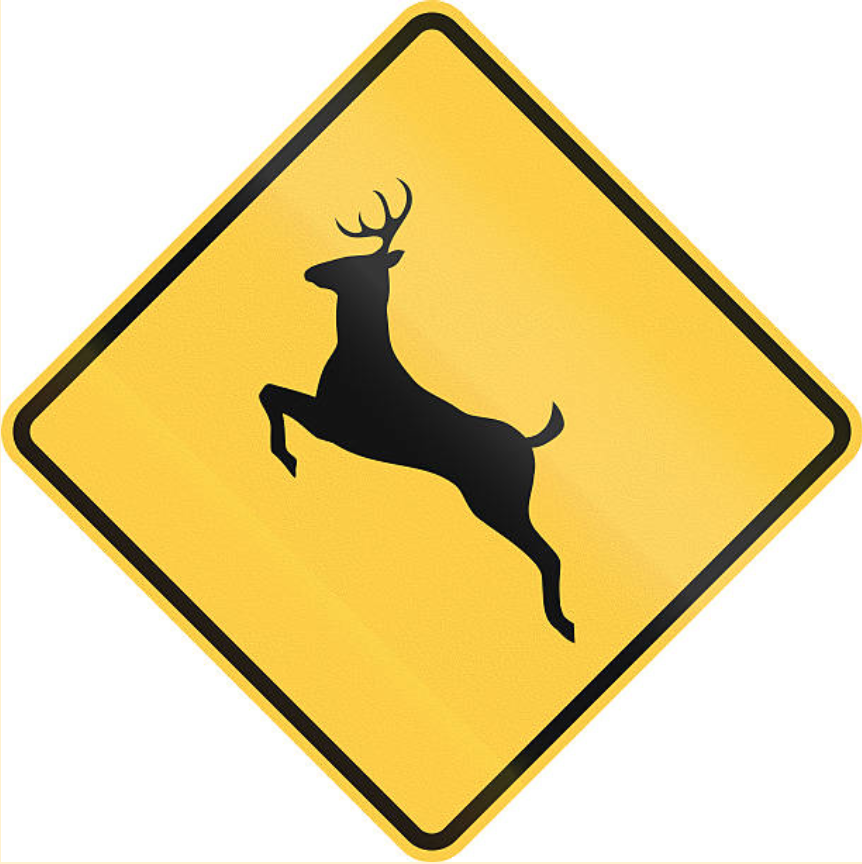 Thousands of car crashes are caused by deer-human interaction every year in WI. Are wildlife bridges the solution?