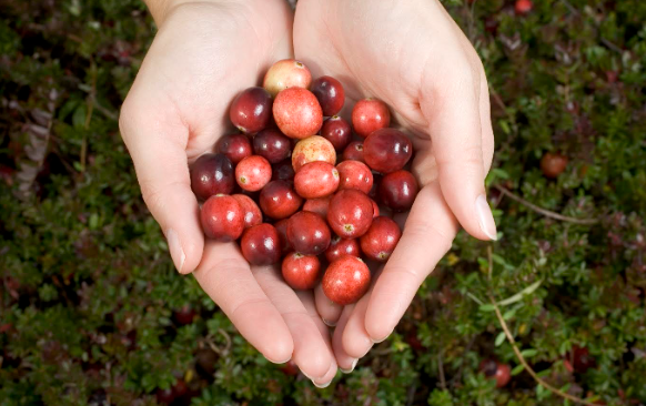 Named in 2004, this year marks cranberries’ 20th anniversary as Wisconsin’s official State Fruit. Wisconsin cranberries are the state’s number one fruit crop both in terms of size and economic value.