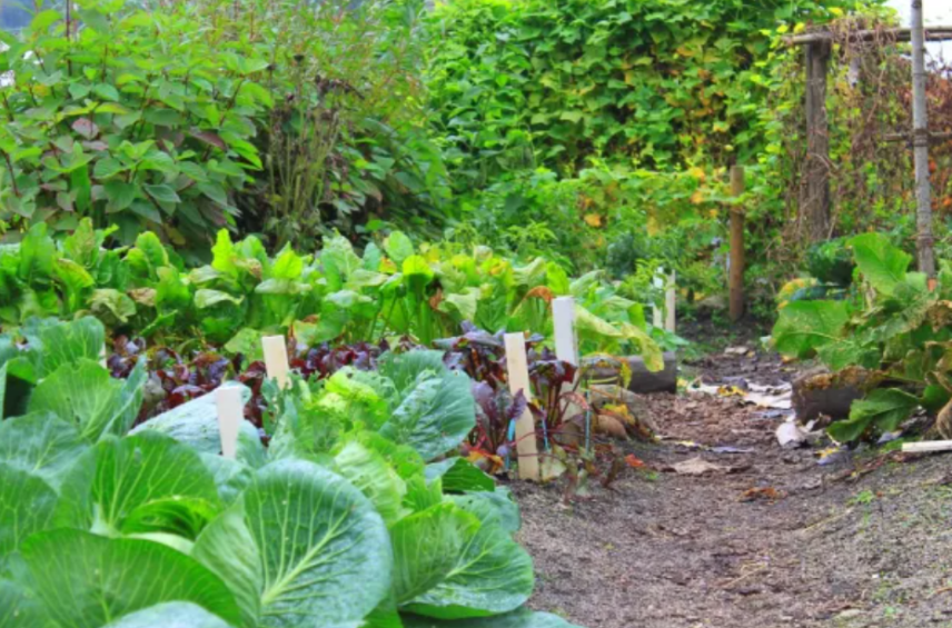 A lush spring garden in full bloom awaits harvesting.