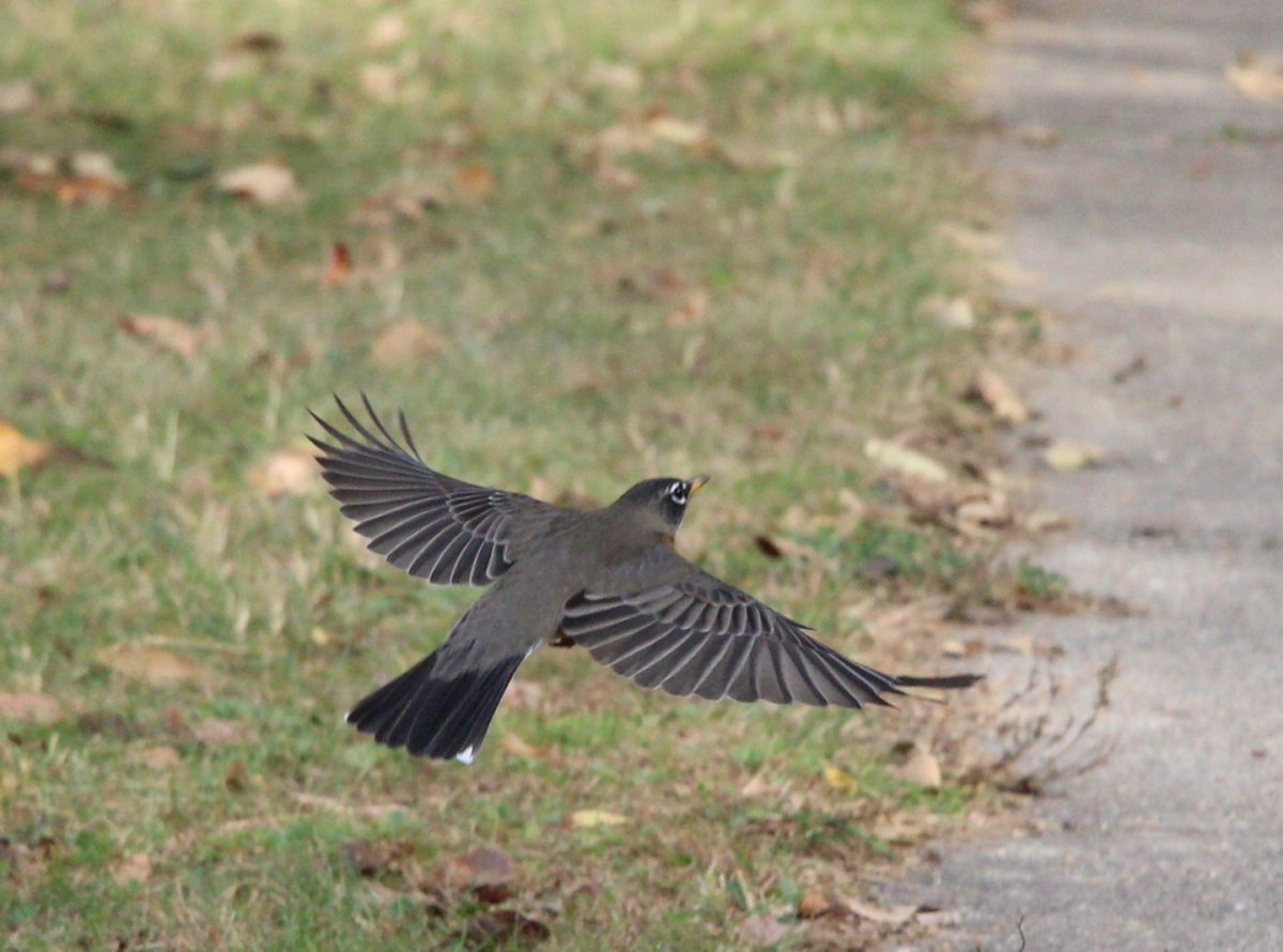 The Robin Was Destined to Fly