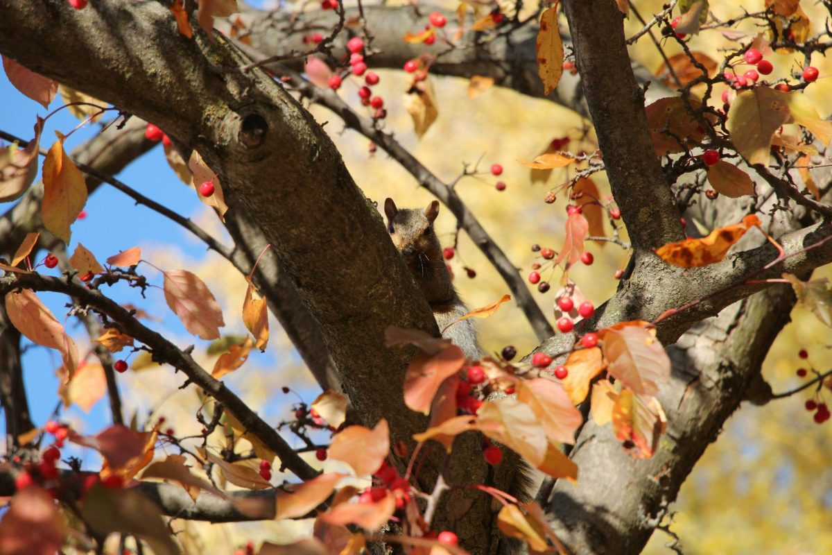 Squirrel Peaking