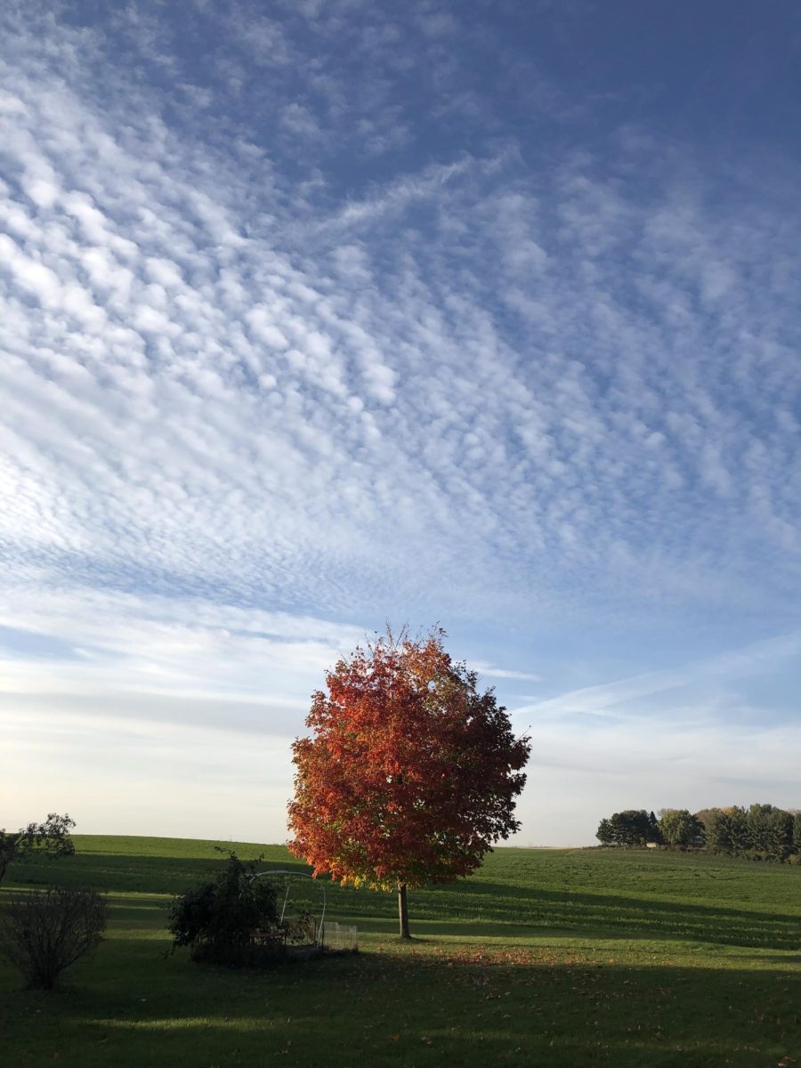This One Tree