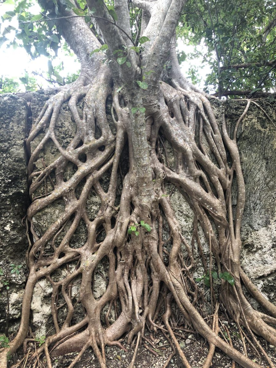 Textures of Nature