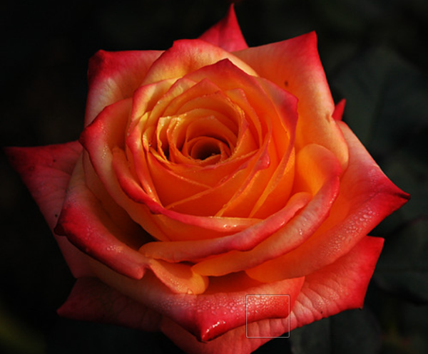 A close-up of an orange rose. Roses are a common choice for a romantic gift on Valentine's Day.

Licensed under CC BY-SA 2.0 (https://creativecommons.org/licenses/by/2.0/).