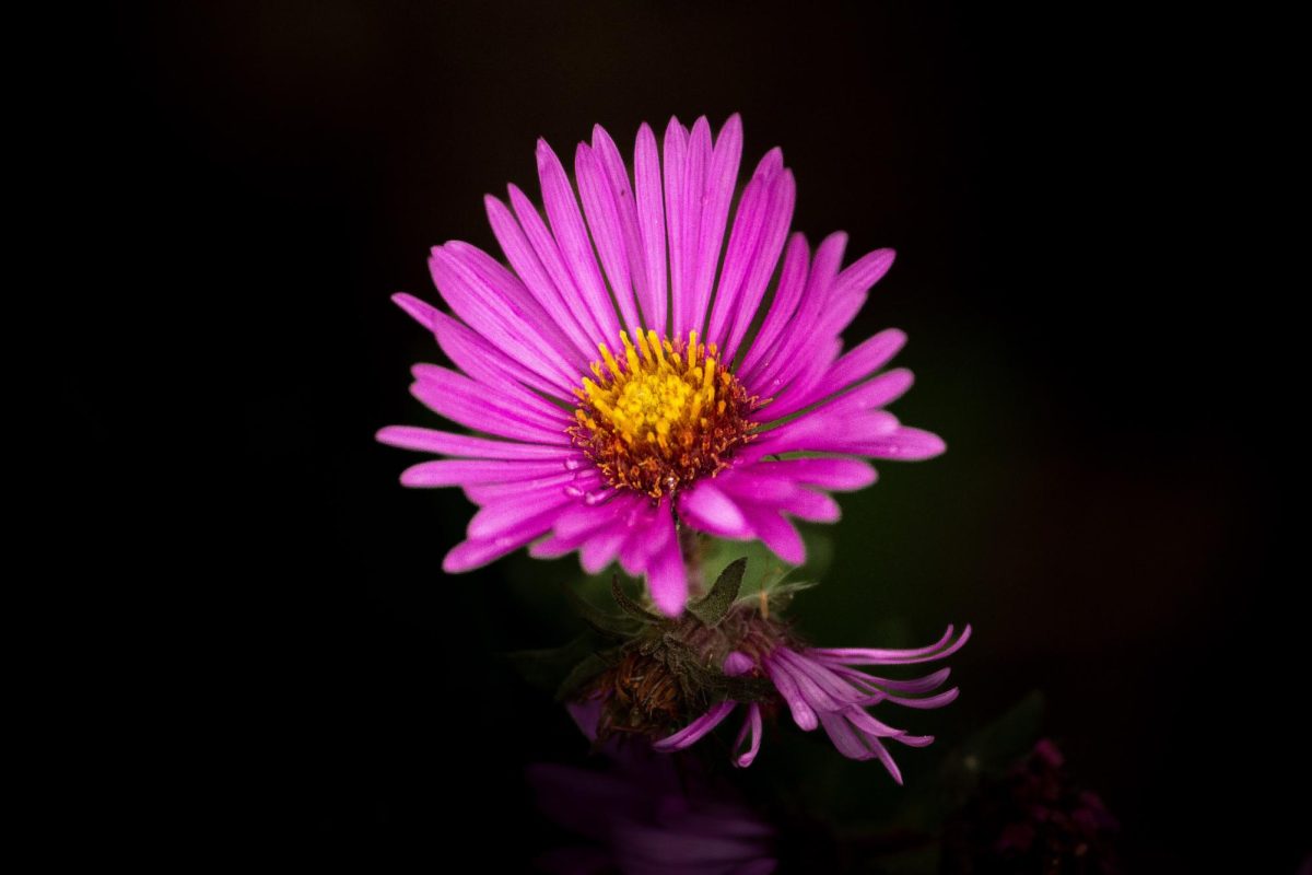 The Beauty of Spring