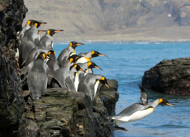 Rising temperatures have made the ice that keeps emperor penguin chicks safe less accessible, leading to alarming population declines.