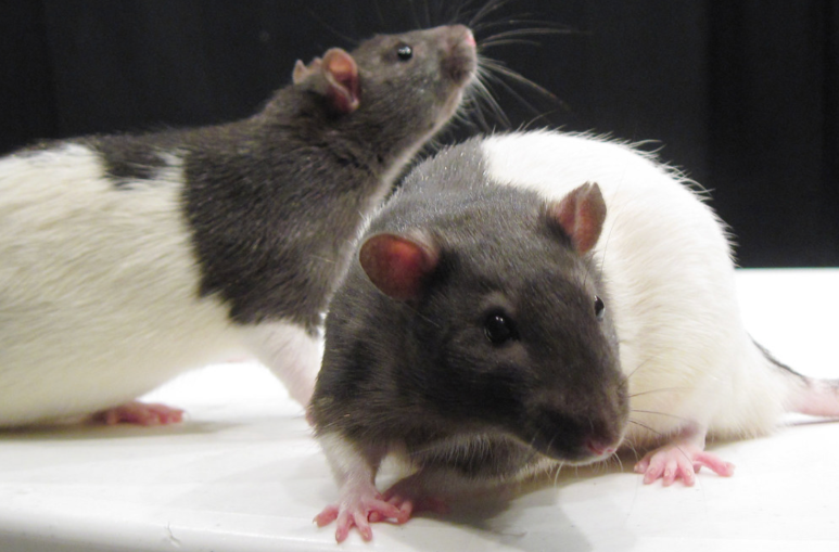 Rats are the carriers of the andes strain of Hantavirus.
